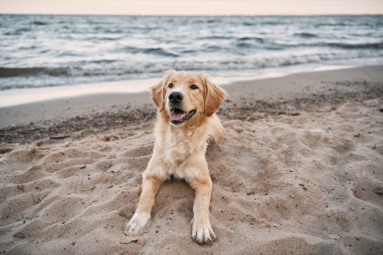 A World Tour of Golden Retrievers: How One Breed Looks Different Across Countries
